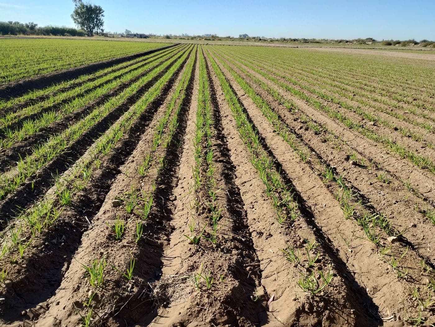 Maquinaria e implementos agrícolas